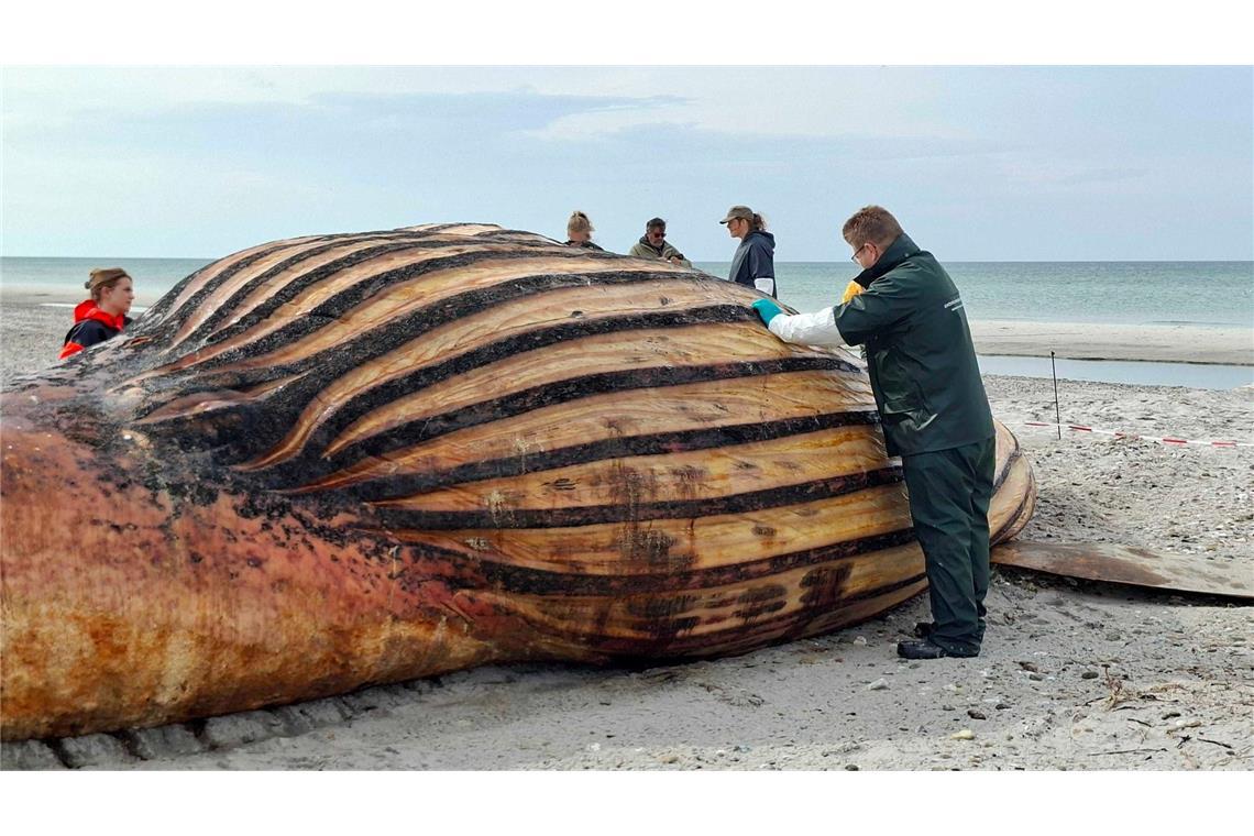 Experten bei der Obduktion des Buckelwals am Strand der Insel Anholt.