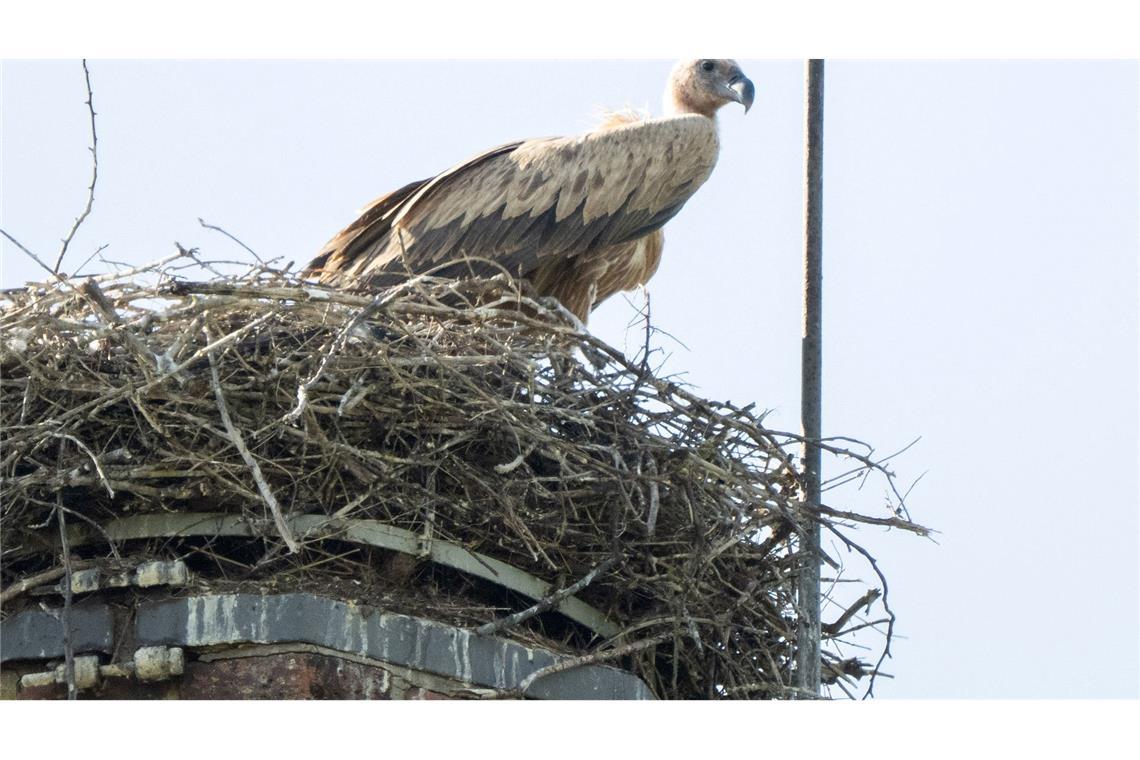 Experten des Nabu befürchten, dass der Gänsegeier erneut zuschlagen könnte.