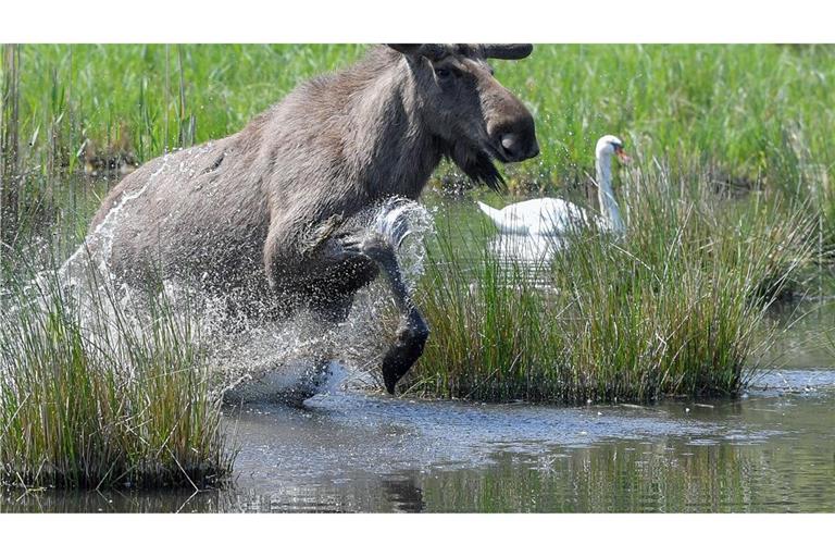 Experten glauben, dass sich die Tiere künftig wieder dauerhaft in Deutschland ansiedeln könnten. (Symbolbild)