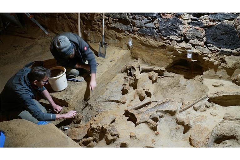 Experten legenin einem Weinkeller im österreichischen Gobelsburg Mammutknochen frei. Es soll sich um den „bedeutendsten Fund dieser Art seit mehr als 100 Jahren“ handeln.