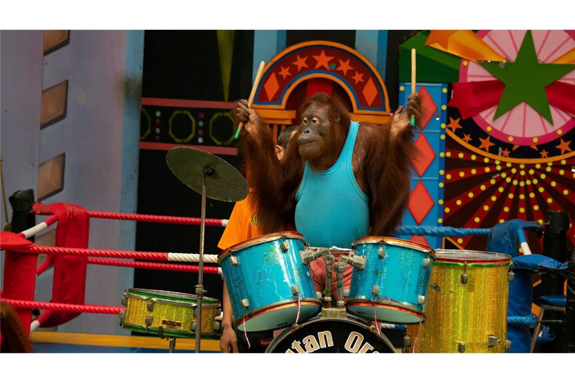Experten raten: großen Abstand halten zu Shows, in denen Orang-Utans boxen oder verkleidet auftreten.
