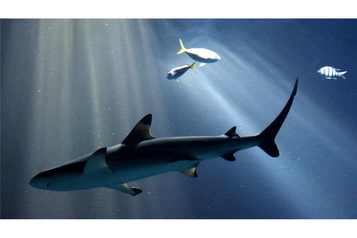 Deutsche in Thailand von großem Fisch gebissen - Haiattacke? Experten vermuten einen Schwarzspitzen-Riffhai oder einen Bullenhai hinter dem Biss. (Archivbild)