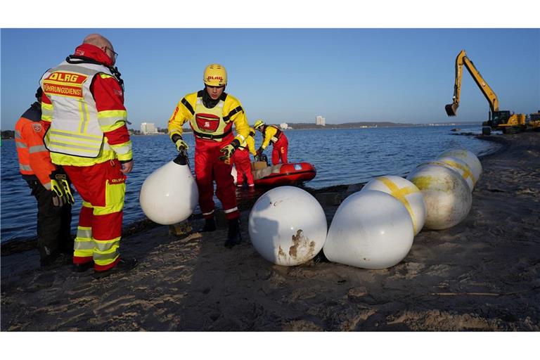 Experten versuchten tagelang das gestrandete Tier zu retten.