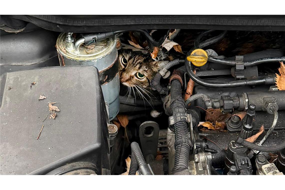 Fachleute haben den Motor so zerlegt, dass sie die Katze befreien konnten.