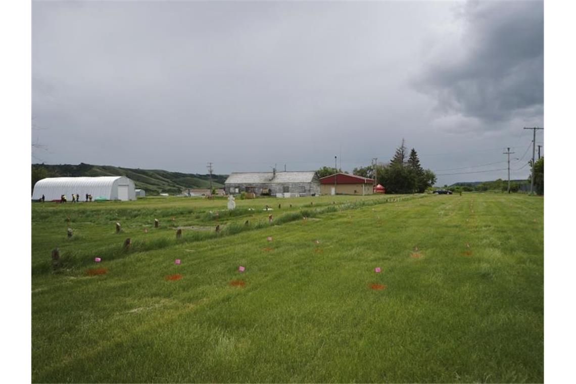 Fahnen stehen dort, wo ein Bodenradar vermutliche Gräber in der Nähe einer ehemaligen Indian Residential School im kanadischen Marieval aufgezeichnet hat. Foto: Bryon Lerat/Cowessess First Nation/AP/dpa