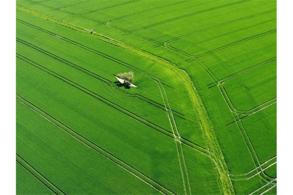 Fahrwege von Traktoren sind in Getreidefeldern zu sehen. Foto: Arne Dedert/dpa/Symbolbild