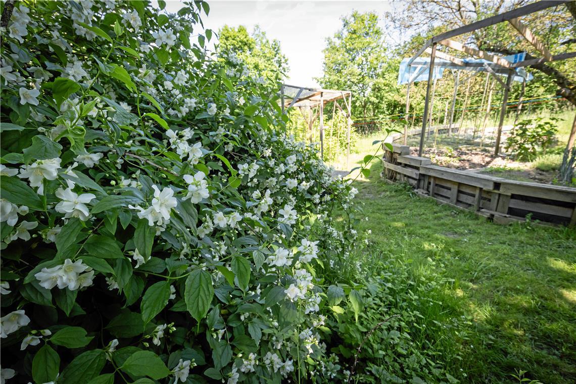 Falscher Jasmin und Beet im Garten der Familie Jung in Unterweissach.