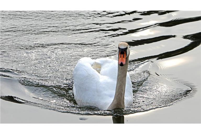 Falsches Futter sei die Ursache für die sogenannte Kippflügelkrankheit des nun eingefangenen Schwans (Symbolbild).