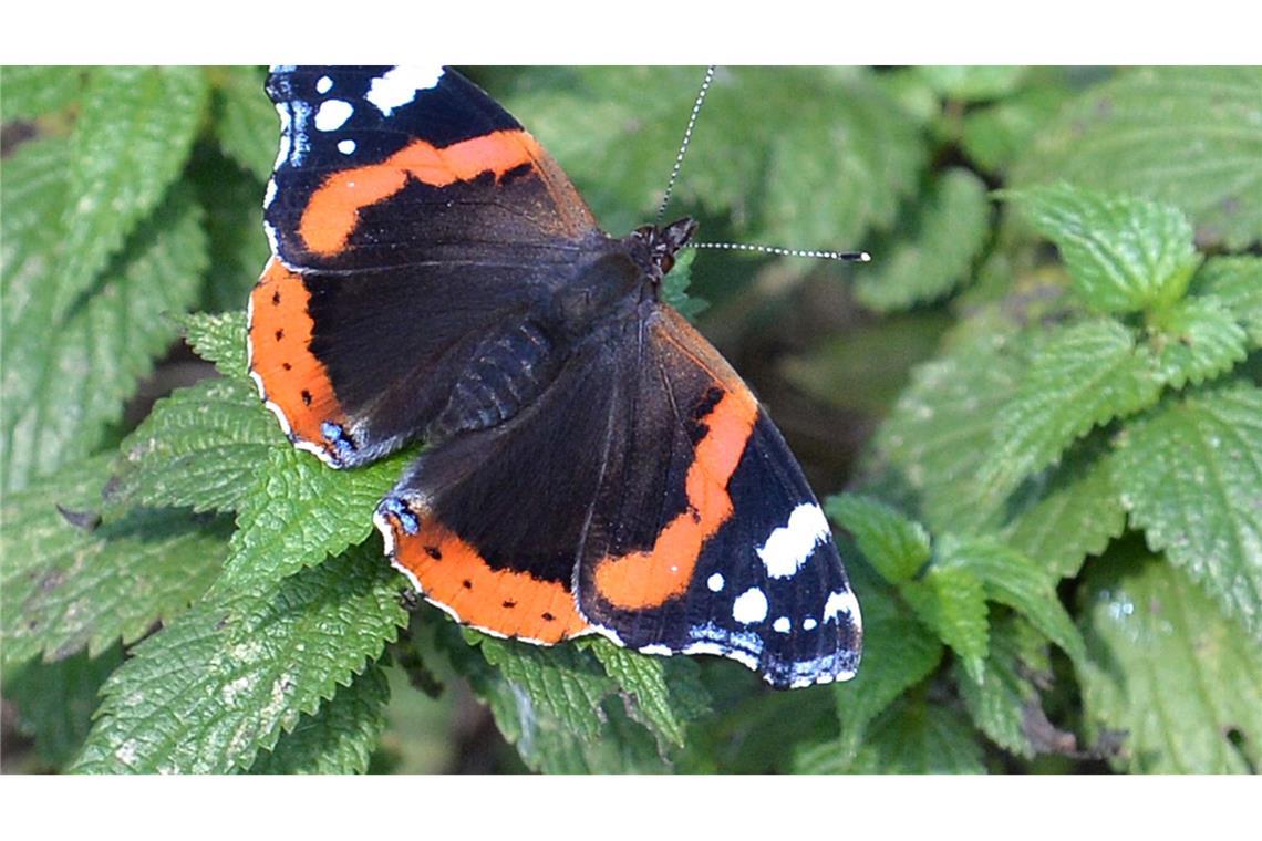 Falter wie Tagpfauenauge, Kleiner Fuchs, Landkärtchen und Admiral legen ihre Eier gezielt an Brennnesseln ab. (Archivbild)