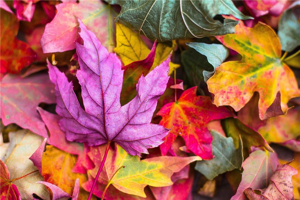 Eine Sinfonie der Farben im Herbst