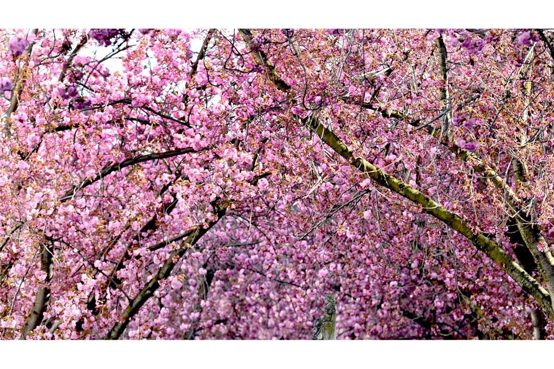 Bilder des Tages Farbenpracht im Frühling: Blühende japanische Nelkenkirschen