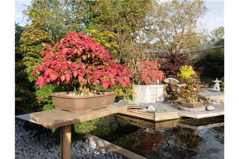 Farbenspiel im Japangarten