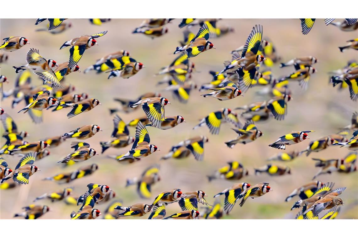 Farbkleckse im Wintergrau - bunte Diestelfinken unterwegs