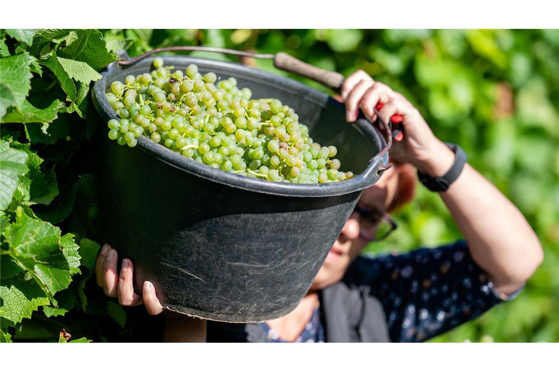 Fast kein Herbstmarkt oder Weinfest kommt ohne Federweißer aus. (Archivfoto)
