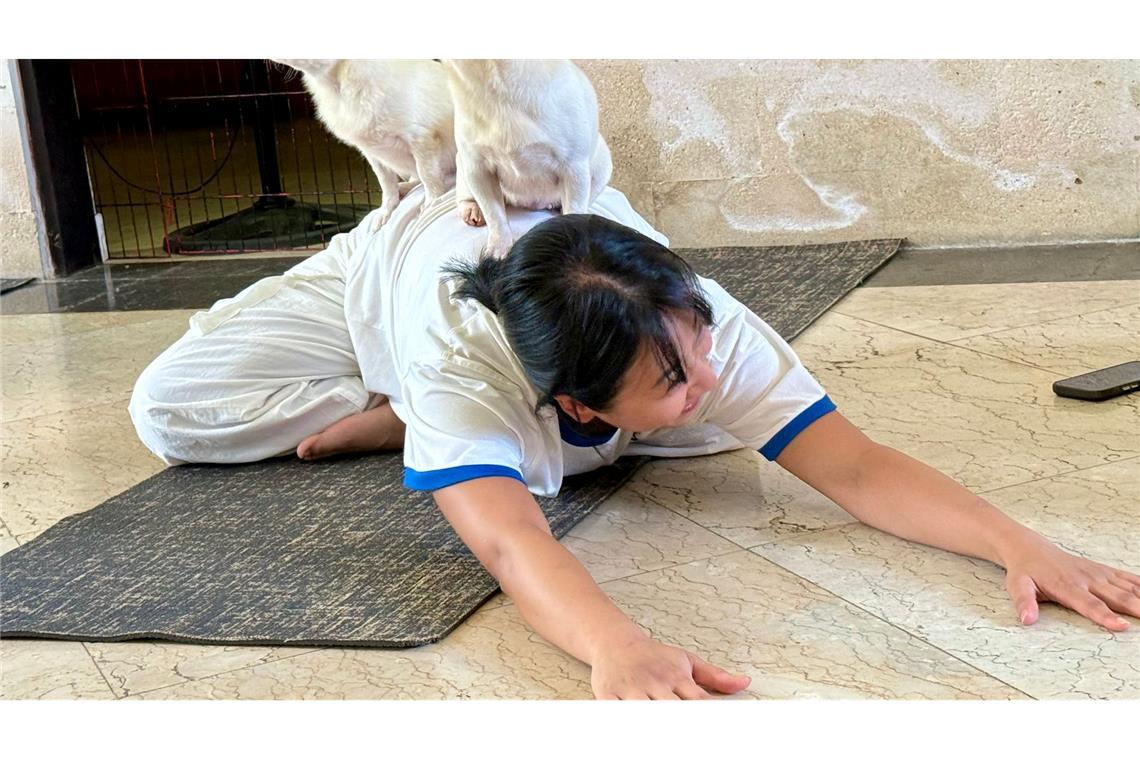 Fast sieht es aus, als hätten die kleinen Hunde selbst eine Yogapose eingenommen.