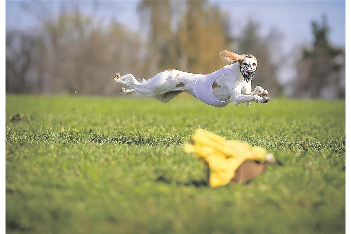 Fast so schnell wie der Wind: Auf einer Wiese bei Grab jagten gestern 80 rasend schnelle Hunde in zahlreichen Rennen einer Hasenattrappe aus gelbem Flatterband hinterher. Foto: A. Becher