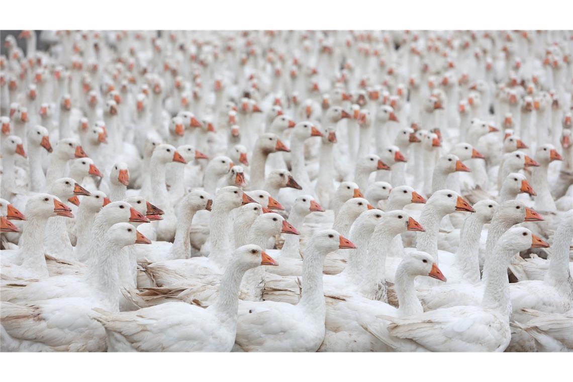 Fast zwei Drittel aller Gänsefleischimporte in den Südwesten kamen aus Polen.