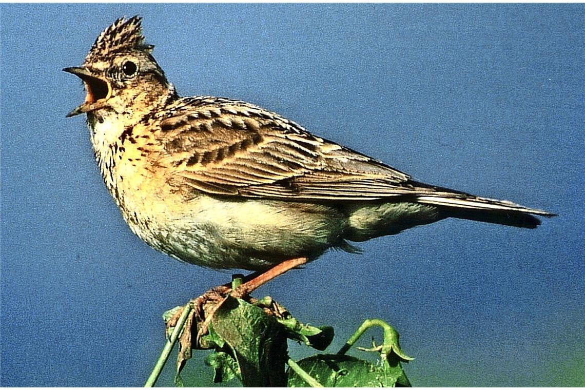 Feldlerche (Alauda arvensis).