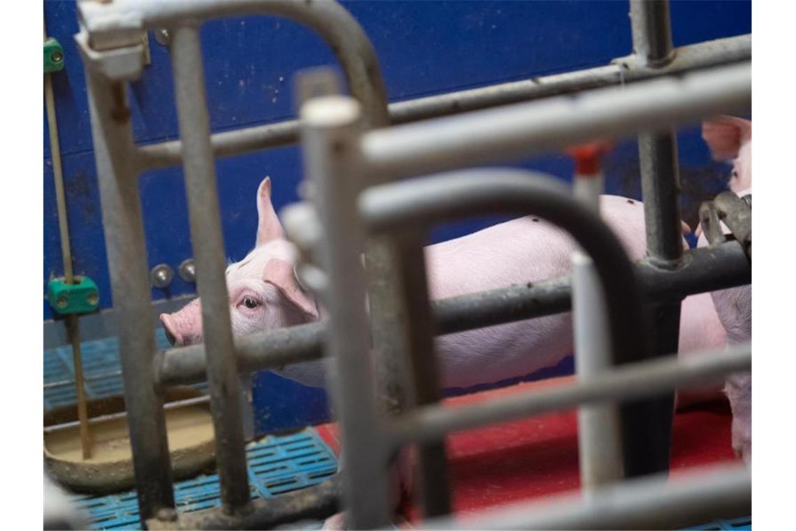 Zweites Bundesland betroffen: Schweinepest auch in Sachsen Ferkel auf dem Hof eines Ferkelzüchters und Schweinemastbetriebs in einem Stall. Foto: Sven Hoppe/dpa