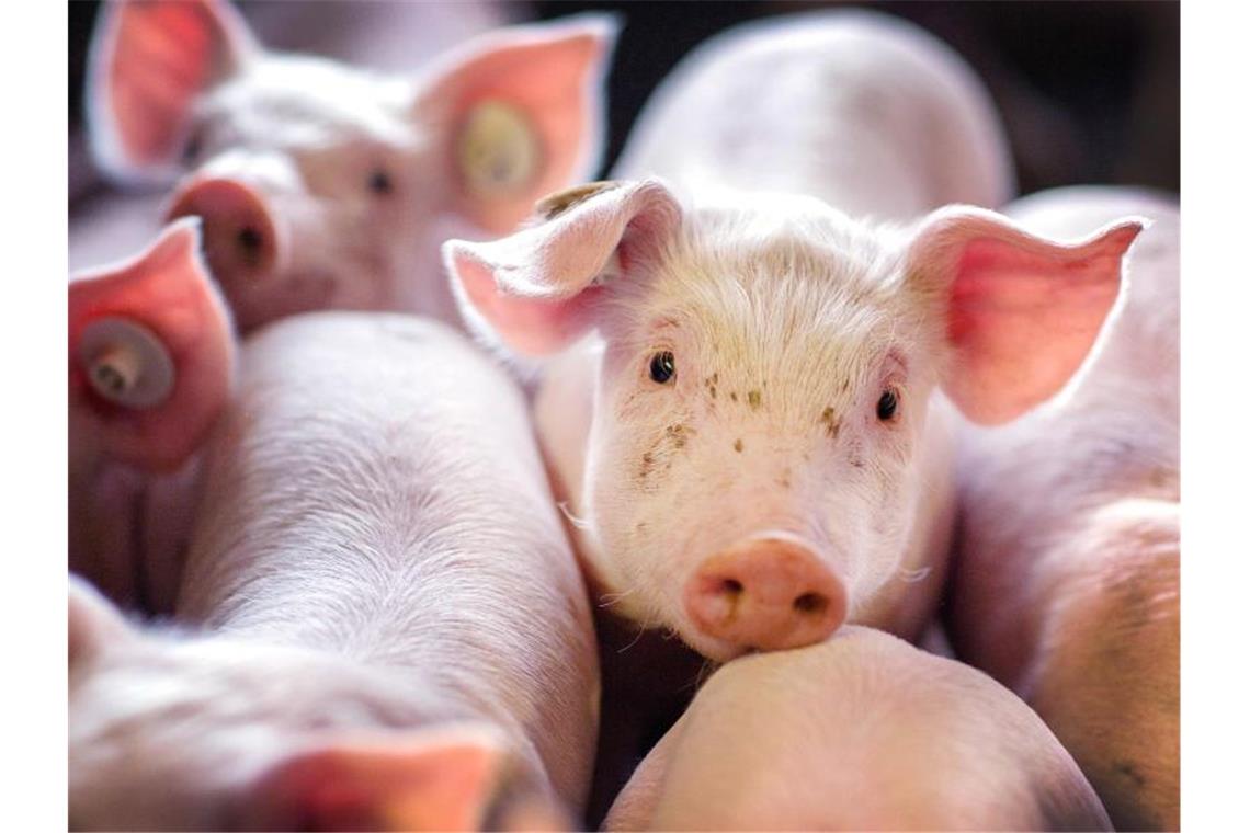 Ferkel in einer Box in einer Schweinezucht. Foto: Jens Büttner/zb/dpa