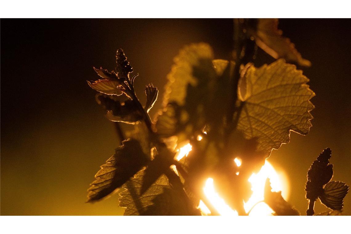 Bilder des Tages Feuer im Weinberg: Zahlreiche kleine kontrollierte Feuer brennen in einem Weinberg hinter einem Rebstock.