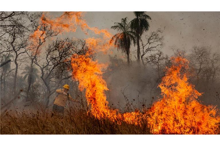 Feuer waren die Hauptursache für den großen Waldverlust. (Archivbild)