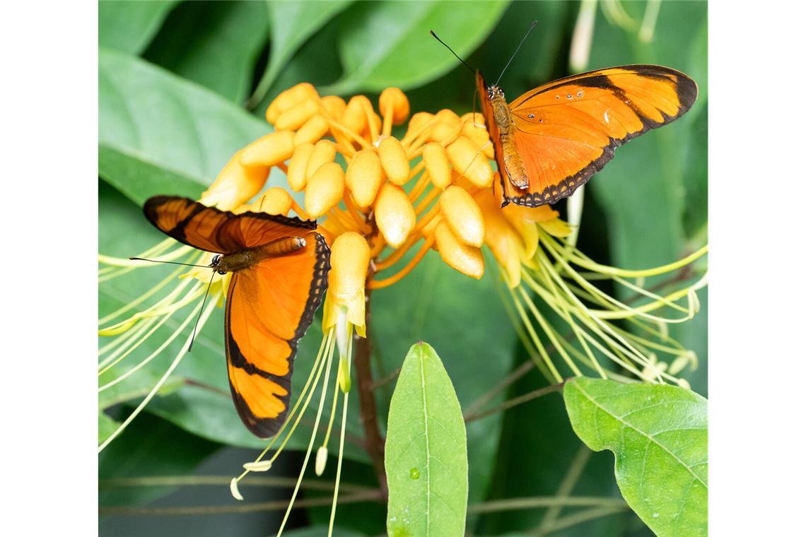 Feuerfalter saugen Nektar an der Blüten der Striphoma paradoxum in der Wilhelma.