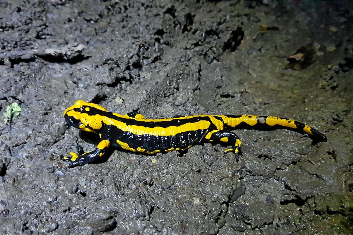 Feuersalamander findet man auch am Wegrand. Sie werden jedoch nicht eingesammelt.