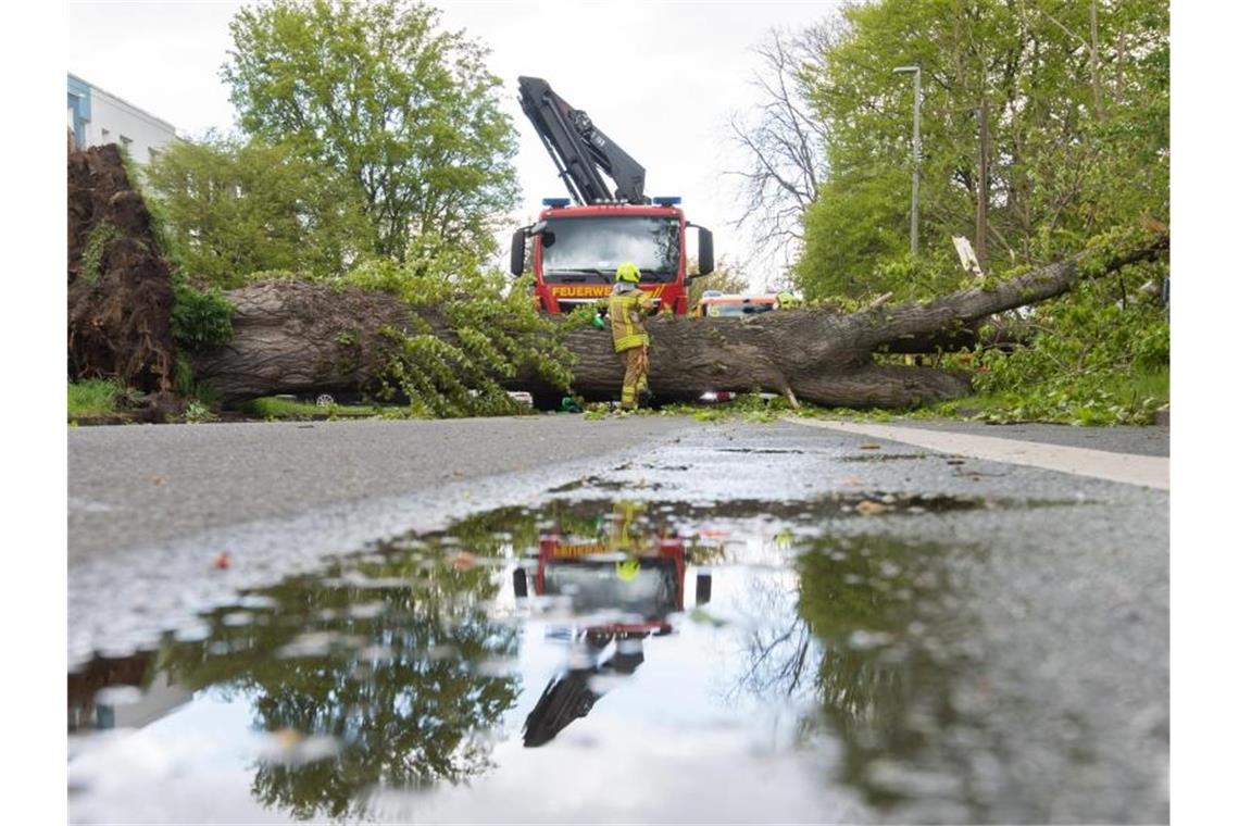 Feuerwehrkräfte bergen eine umgestürzte Pappel im Hannoveraner Heideviertel. Foto: Julian Stratenschulte/dpa