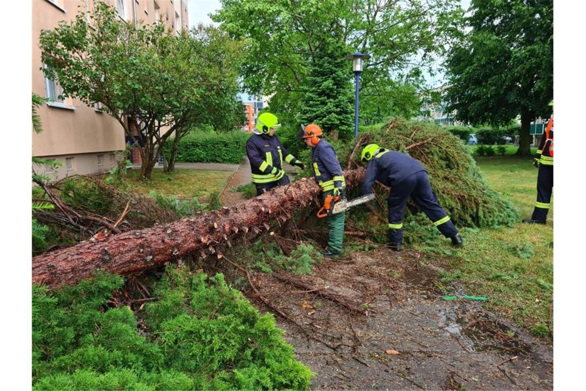 Feuerwehrleute zersägen einen Baum, der bei einem Unwetter im brandenburgischen Eberswalde umgestürzt ist. Foto: Julian Stähle/dpa-Zentralbild/ZB
