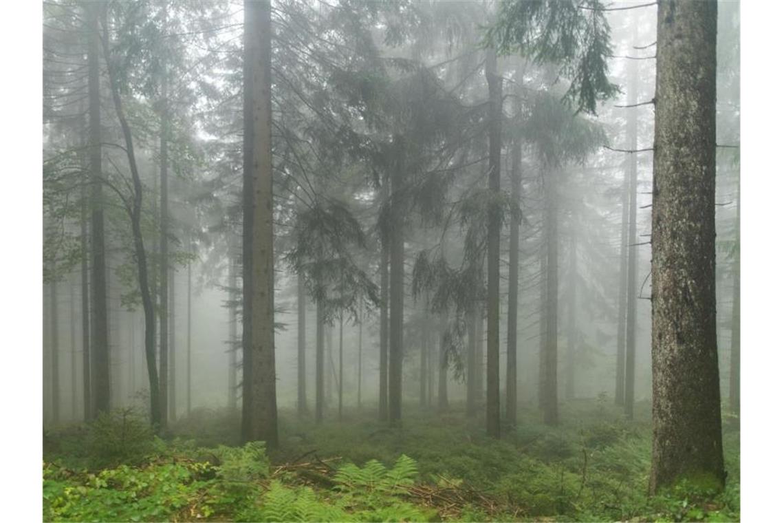 Fichten und eine Buche stehen im Nationalpark Schwarzwald im Nebel. Foto: Patrick Seeger/dpa/Archivbild