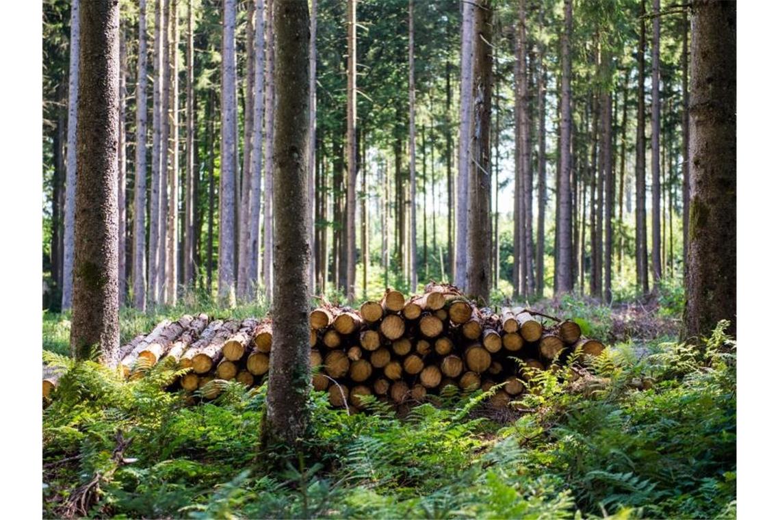Fichtenholz spaltet Bayern und Bund Fichtenstämme liegen zur Abholung durch Waldarbeiter an einem Forstweg bereit. Foto: Lino Mirgeler/dpa