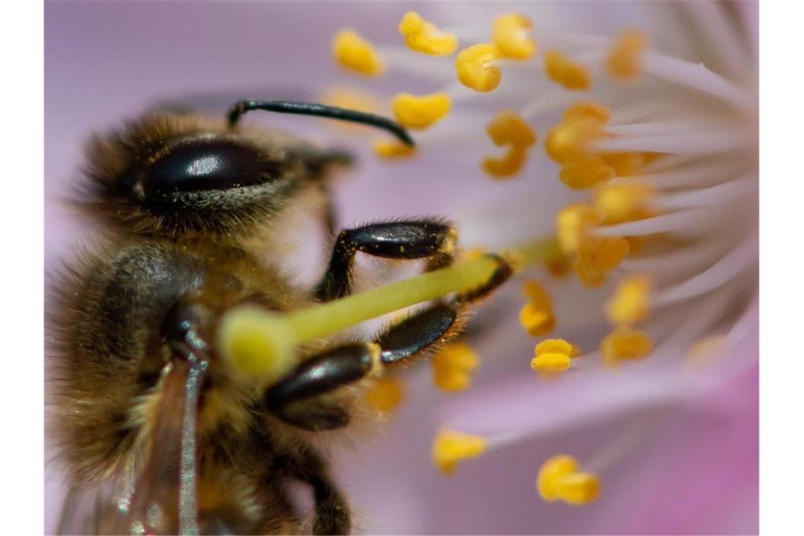 Finale Entscheidung zum Bienen-Volksbegehren steht an Finale Entscheidung zum Bienen-Volksbegehren steht an. Foto: Sven Hoppe/dpa/Archivbild