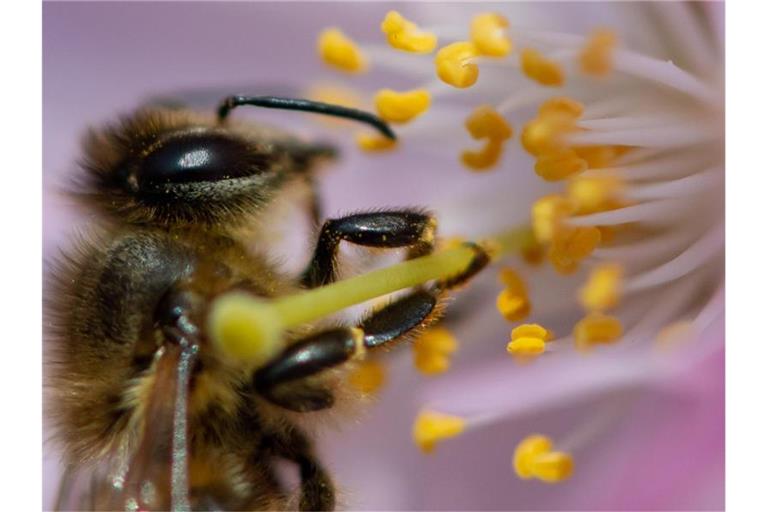 Finale Entscheidung zum Bienen-Volksbegehren steht an. Foto: Sven Hoppe/dpa/Archivbild