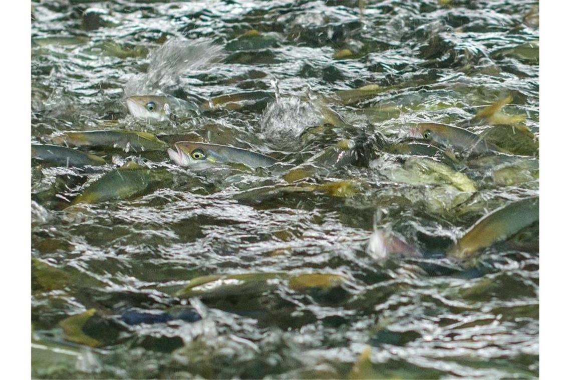 Fische kommen bei der Fütterung an die Wasseroberfläche. Foto: Oliver Dietze/dpa/Symbolbild