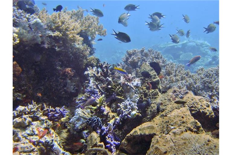 Fische schwimmen an einem Korallenriff vor der indonesischen Komodo-Insel. Foto: Dita Alangkara/AP/dpa