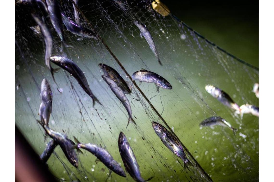 Deutsche Ostseeküstenfischerei unter Druck Fischer fangen derzeit im Greifswalder Bodden Heringe. Fischer Dirk Baumann durfte vor fünf Jahren noch 220 Tonnen Hering fischen, im Jahr 2021 liegt seine Quote bei nur noch acht Tonnen. Foto: Jens Büttner/dpa-Zentralbild/dpa
