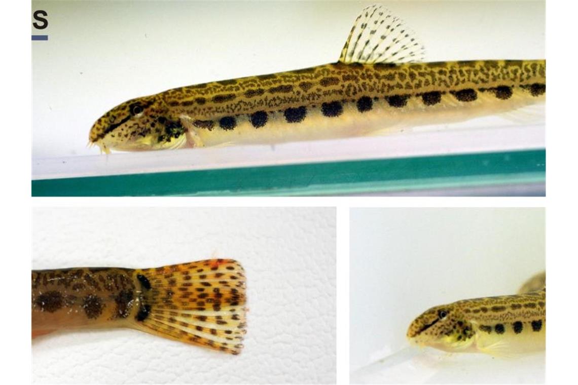 Südlicher Steinbeißer hat sich in Deutschland angesiedelt Fischereibiologen haben erstmals in einem Gewässer in Deutschland den seltenen südlichen Steinbeißer in größerer Zahl nachgewiesen. Die Fische sind nach Angaben der Fischereiforschungsstelle (FFS) Baden-Württemberg in Langenargen im Oberrhein gefunden worden. Foto: Fischereiforschungsstelle/dpa