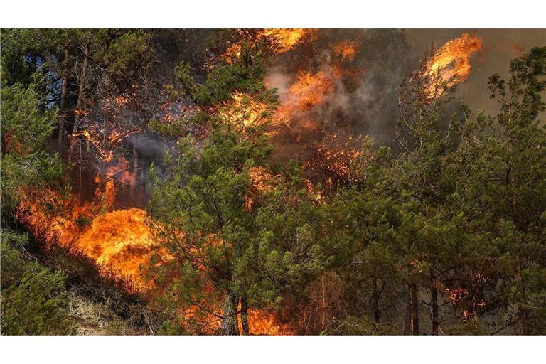Flammen verschlingen Bäume während eines Waldbrandes in der Stadt Rabia in der syrischen Provinz Latakia.