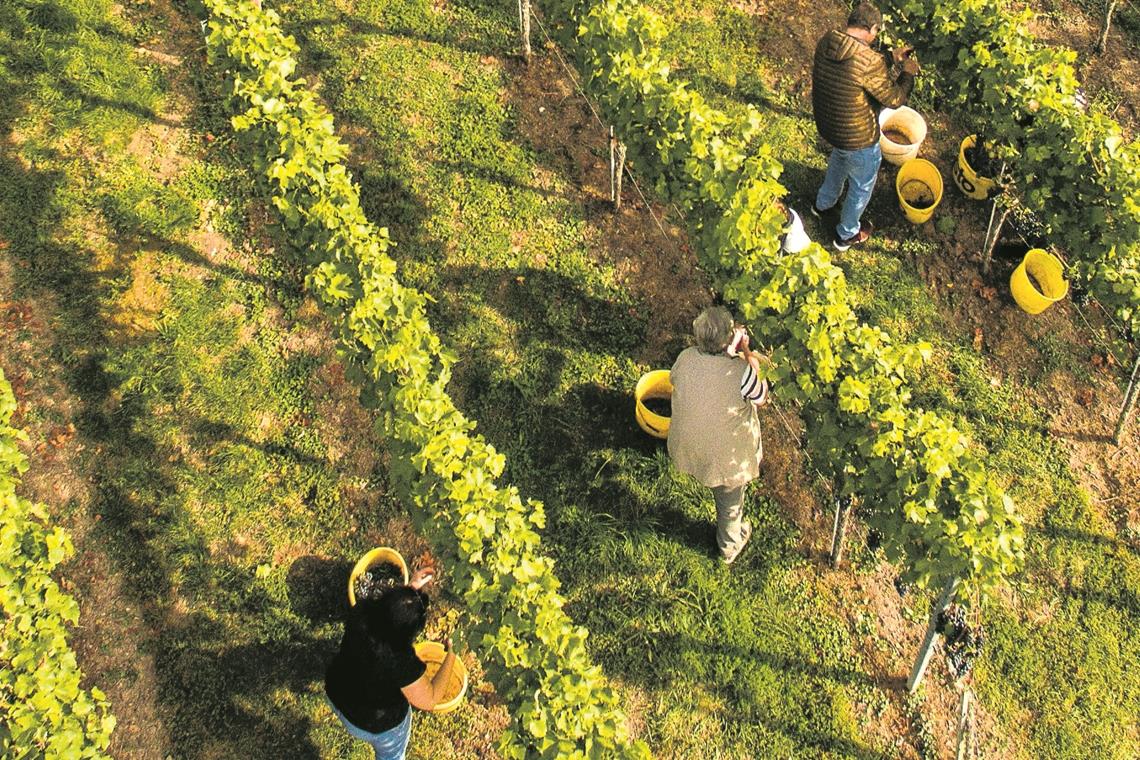 Der Arbeit süße Früchte Fleißig, fleißig: Insgesamt zehn Helfer ernten die Trauben an diesem Tag.