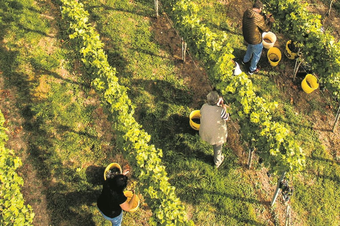 Fleißig, fleißig: Insgesamt zehn Helfer ernten die Trauben an diesem Tag.