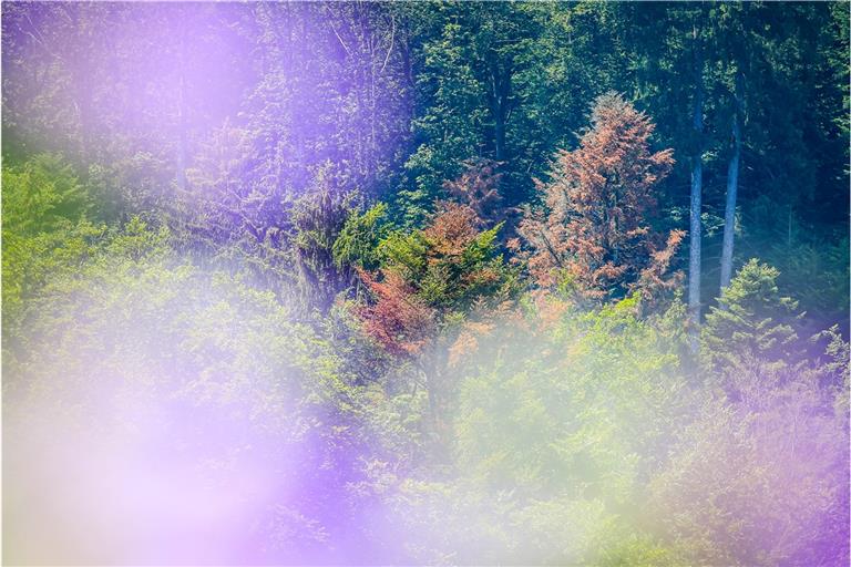 Flirrende Hitze machte den Bäumen und Feldern der Region auch im vergangenen Jahr wieder zu schaffen. Immerhin: Der Sommer war weitaus niederschlagsreicher als noch 2018. Archivfoto: A. Becher
