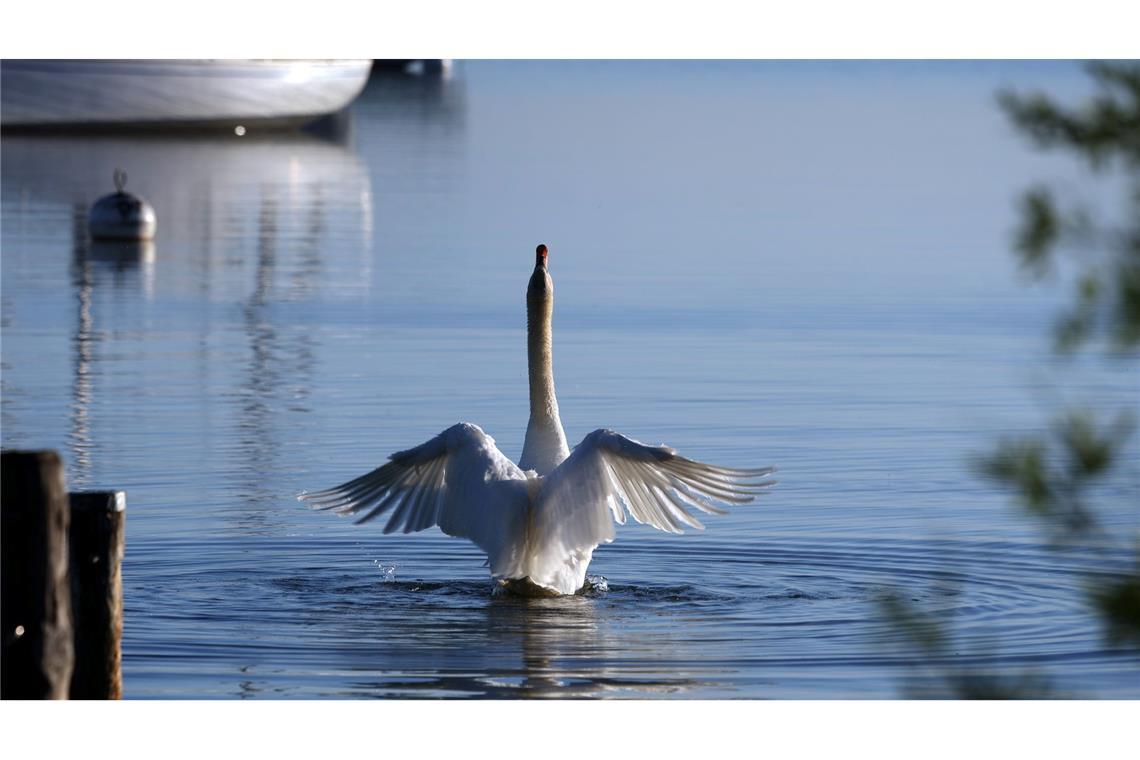 Flügelschlag in einen herrlichen Tag - ein Schwan im Ammersee.