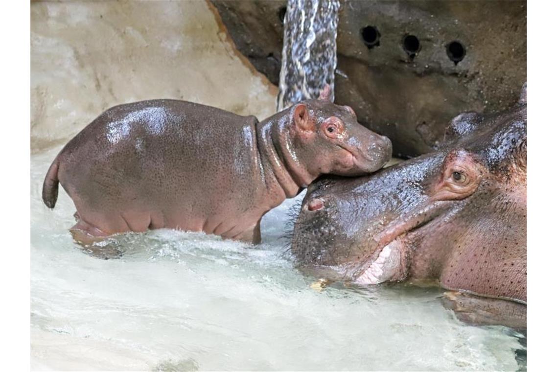 Flusspferd Halloween mit seiner Mutter. Foto: Zoo Karlsruhe/dpa