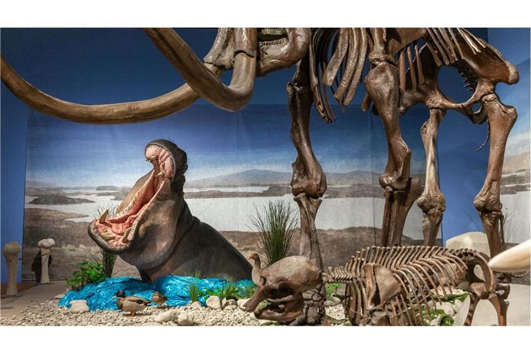 Flusspferde lebten am Oberrhein im gleichen Zeitfenster wie Mammuts. Hier trifft in den Reiss-Engelhorn-Museen die Rekonstruktion eines Flusspferdes auf ein Mammutskelett.