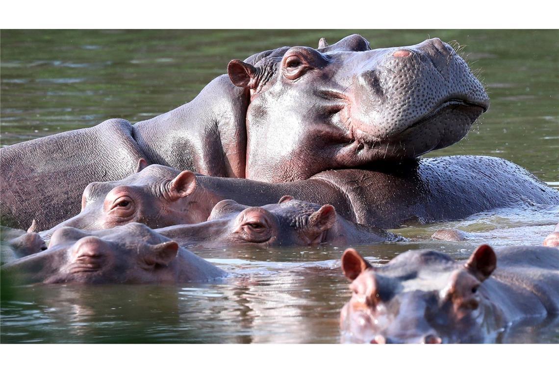 Flusspferde schwimmen im ehemaligen Privatanwesen des Drogenbarons Pablo Escobar. (Archivbild)