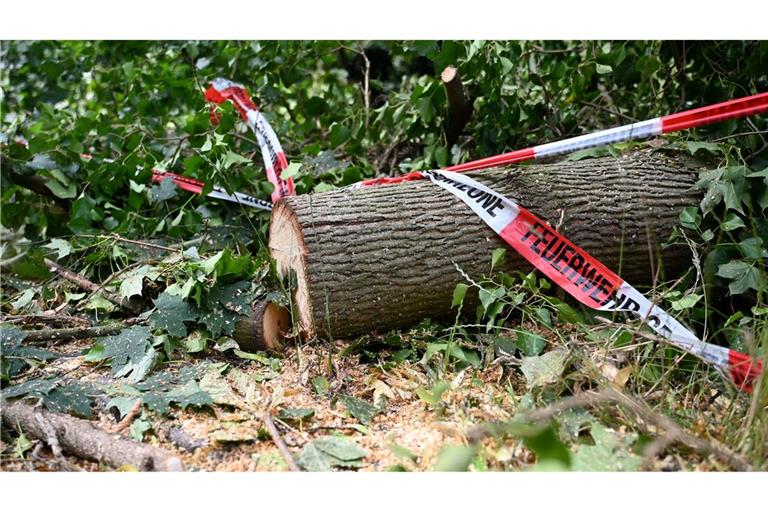 Folgen des Klimawandels wie Dürren machen Wälder anfälliger für andere Folgen des Klimawandels - wie Unwetter.