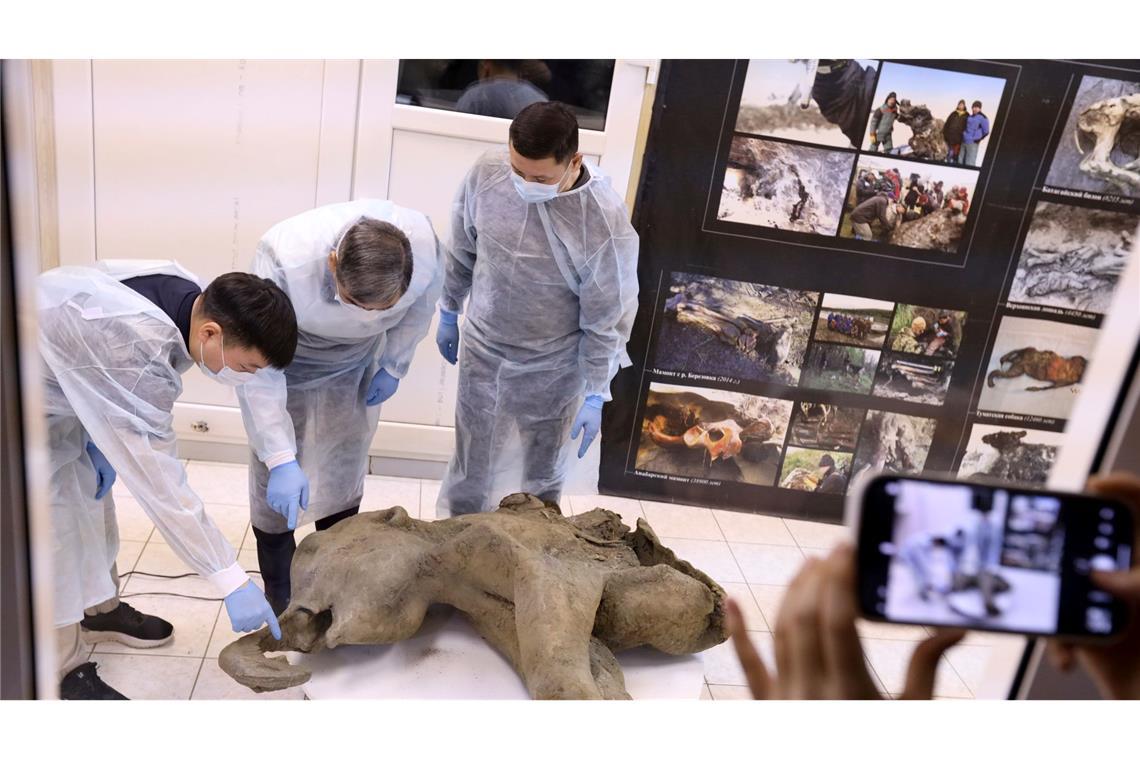 Gut erhaltenes Mammut-Baby in Russland entdeckt Forscher untersuchen die Überreste eines rund 50.000 Jahre alten Mammutbaby.