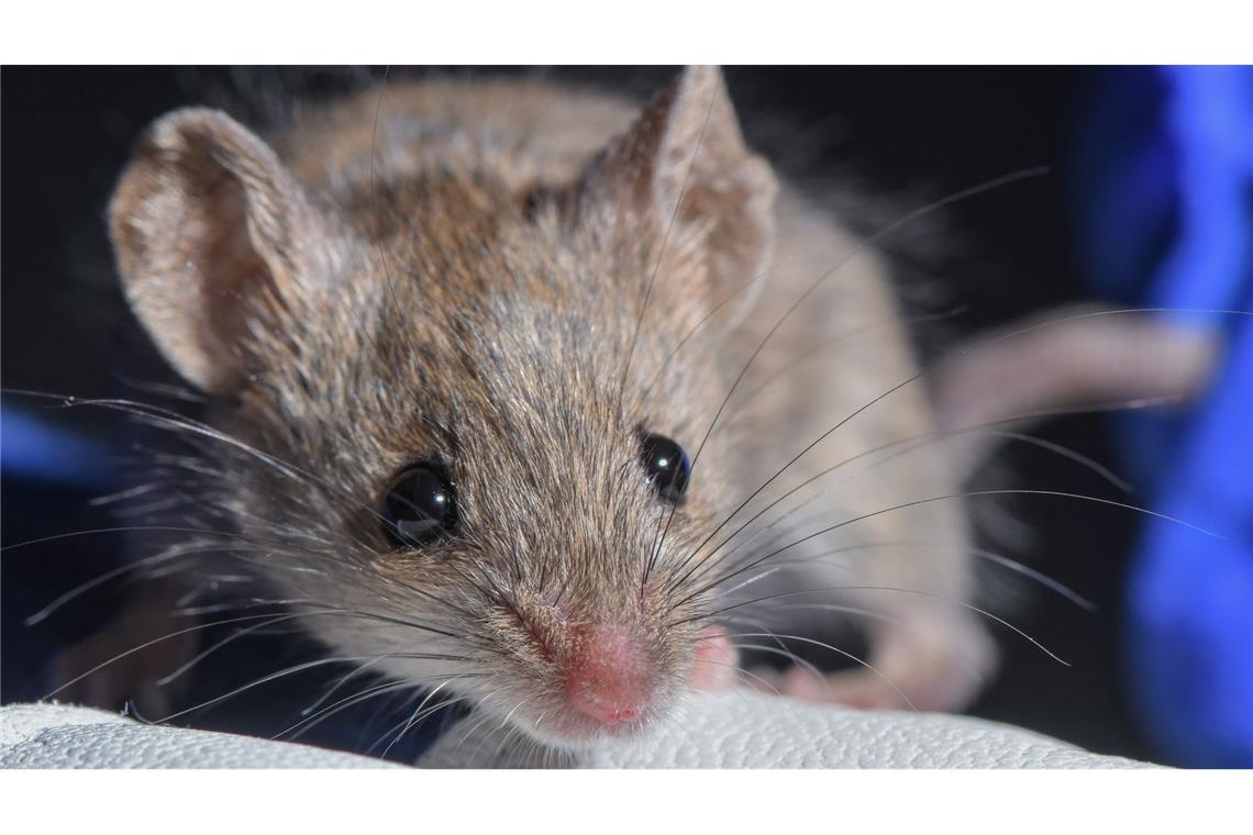 Was steckt in einem winzigen Würfel Mäusehirn? Forscher zeigen den bislang größten Schaltplan eines Gehirns. (Archvifoto)