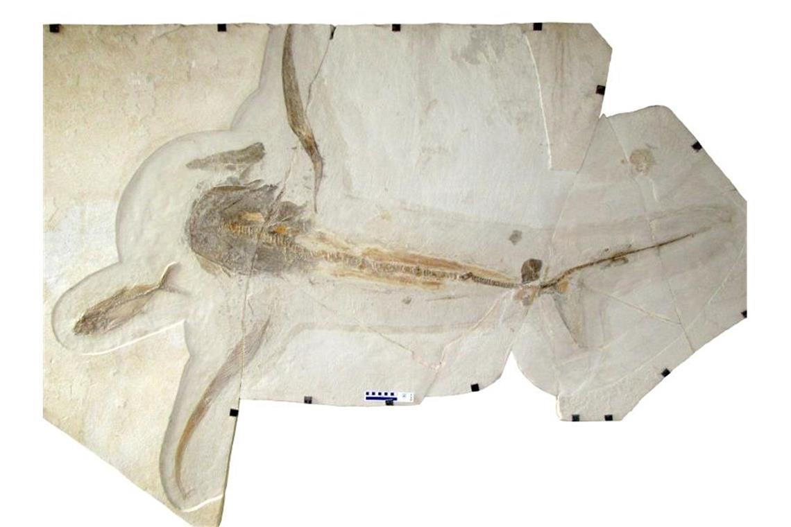 Forscherteam entdeckt 93 Millionen Jahre alten „Adlerhai“ Fossil (Teile wurden rekonstruiert) eines 93 Millionen Jahre alten „Adlerhais“. Foto: Vullo et al./Science (2021)/dpa/Archivbild